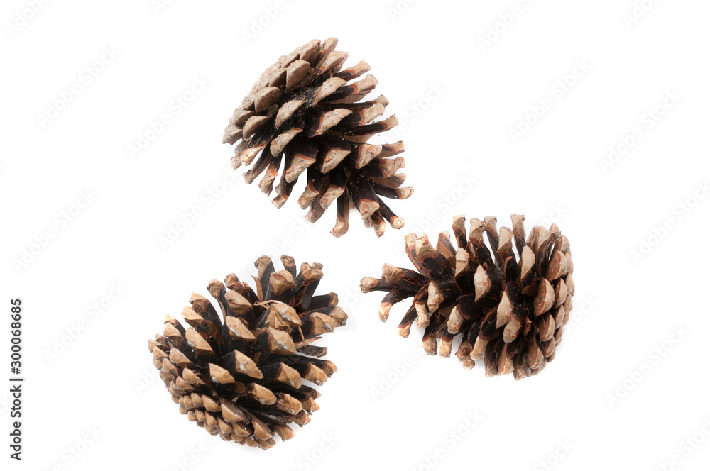 Christmas pine cones on white background Christmas pine cones on white background