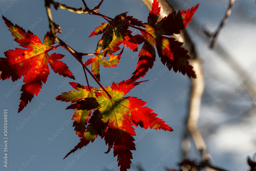 Red autumn leaves about to fall from tree. Red autumn leaves about to fall from tree.