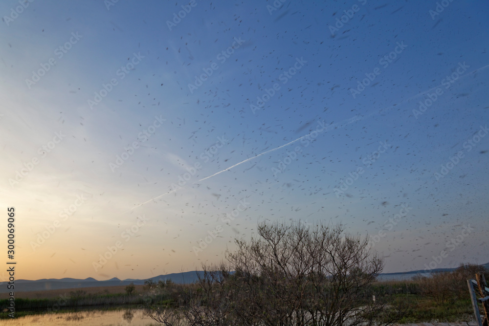 Insects swarming on Vransko jezero Insects swarming on Vransko jezero