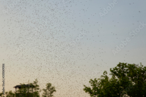Insects swarming on Vransko jezero