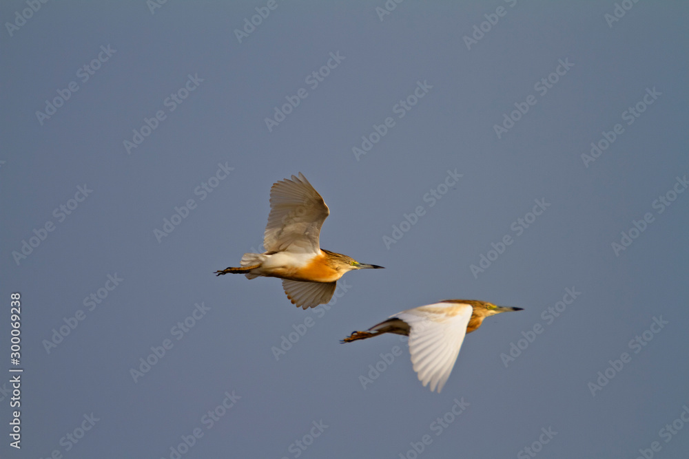 The squacco heron from Vransko jezero The squacco heron from Vransko jezero