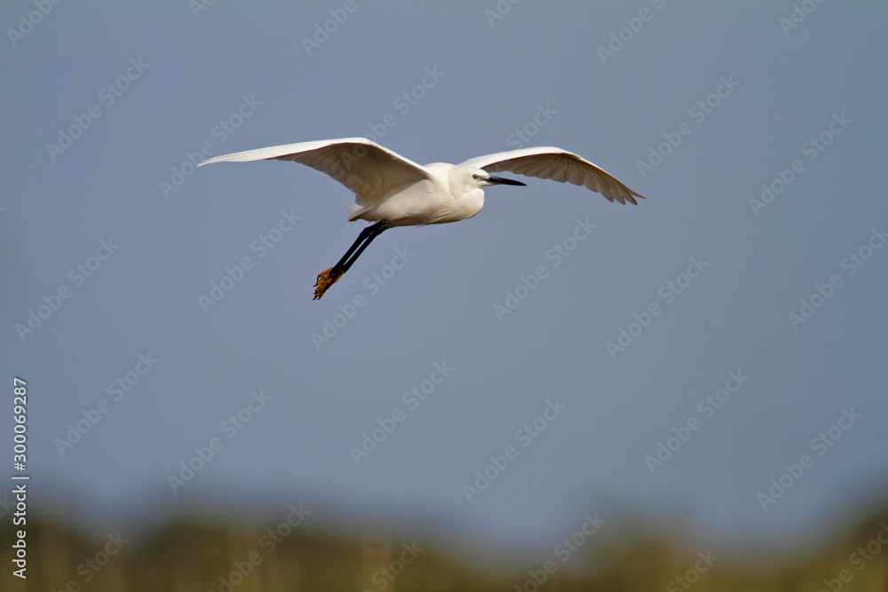 The little egret from Vransko jezero The little egret from Vransko jezero