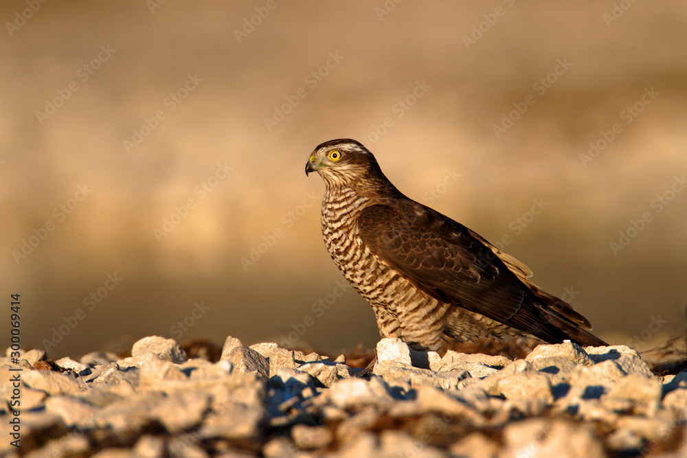 The Eurasian sparrowhawk (Accipiter nisus) on the ground The Eurasian sparrowhawk (Accipiter nisus) on the ground