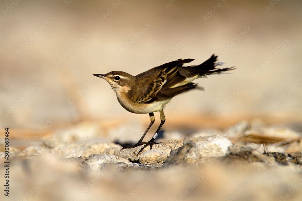 The western yellow wagtail from Vransko jezero The western yellow wagtail from Vransko jezero