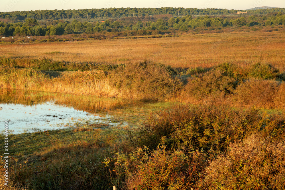 Reeds of Vransko jezero Nature Park, Croatia