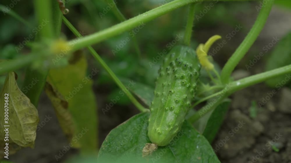 cucumber grows on flowering bush. fresh cucumbers grown in open field cucumber grows on flowering bush. fresh cucumbers grown in open field