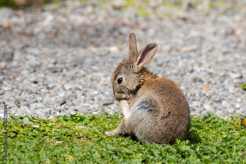 Fototapeta premium Wild Baby Rabbit