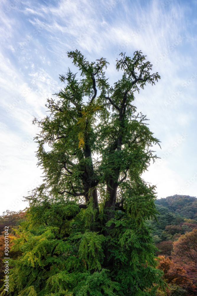 Fototapeta premium yongmunsa gingko tree in autumn