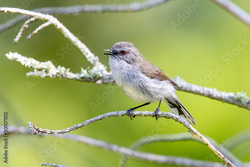 Grey Gerygone Warbler in New Zealand photo