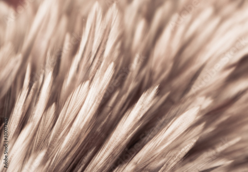 Beautiful abstract white gray and brown feathers on dark background and colorful soft brown white feather texture on white pattern