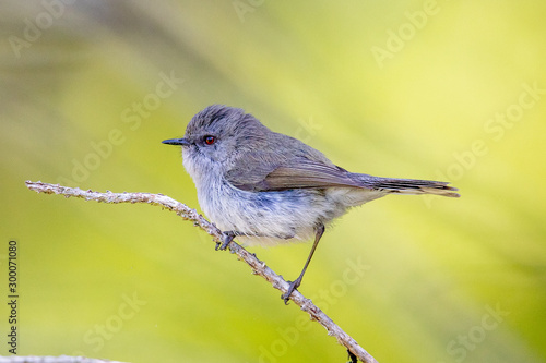 Grey Gerygone Warbler in New Zealand photo