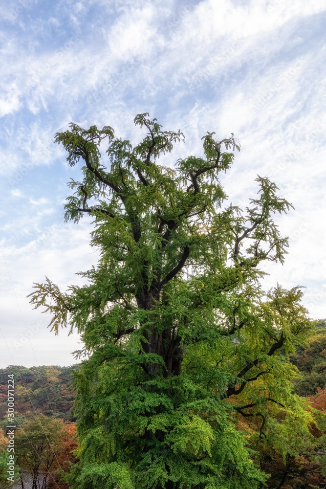 Obraz premium yongmunsa gingko tree in autumn