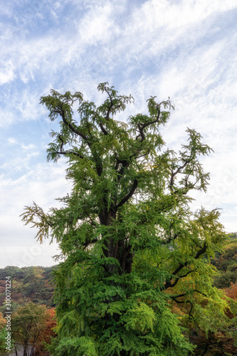 yongmunsa gingko tree in autumn