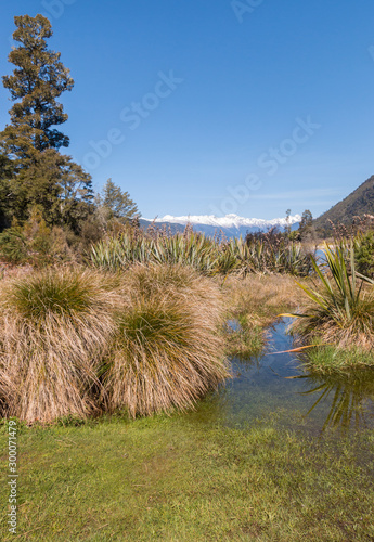 giant tussock growing on the shore of lake Rotoroa in Nelson Lakes National Park, New Zealand photo