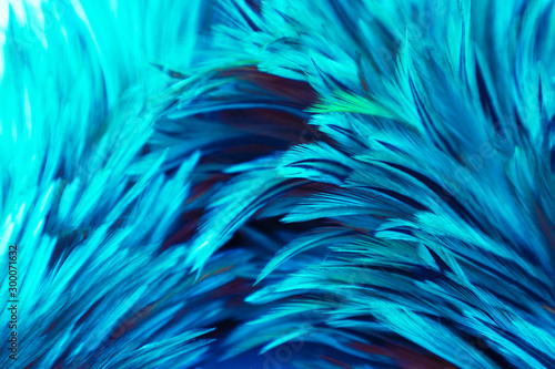 Beautiful abstract colorful pink and white feathers on dark background and soft white blue feather texture on white pattern