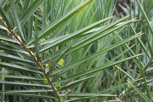 palm tree leaves