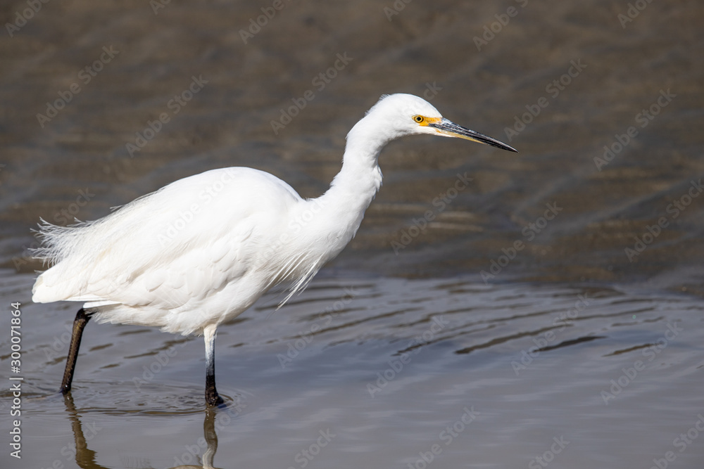 Little Egret in Australasia Little Egret in Australasia