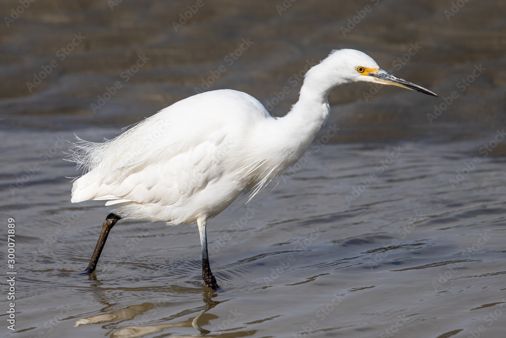 Little Egret in Australasia Little Egret in Australasia