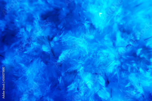 Beautiful abstract colorful pink and white feathers on dark background and soft white blue feather texture on white pattern