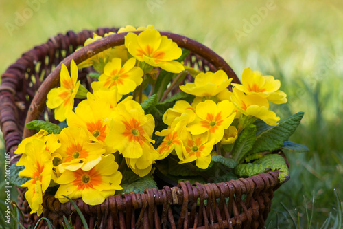 Εκτύπωση καμβά Blossoming yellow primrose in a basket