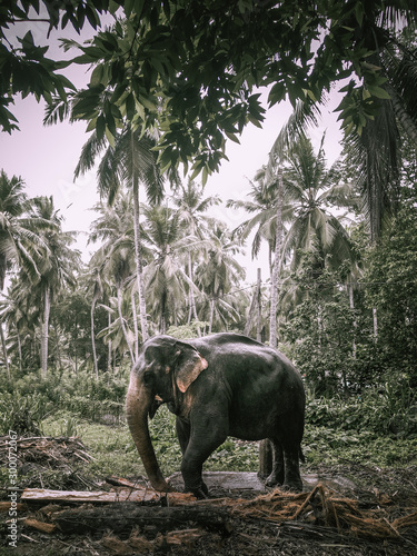 Canvas Print An elephant eating food.