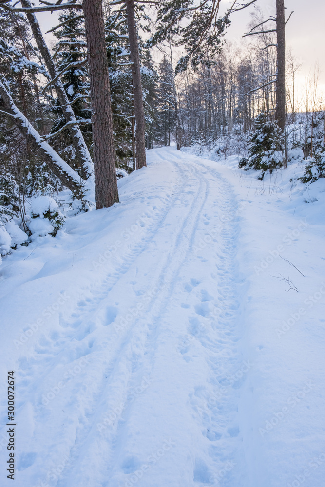 Winter forest with ski trails in the snow Winter forest with ski trails in the snow