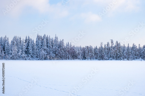 Coniferous forest at a lake with animal tracks in the snow