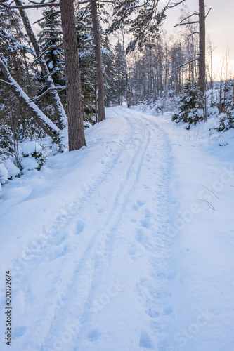 Winter forest with ski trails in the snow