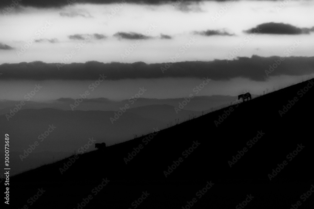 Distant horses silhouettes over a mountains against a beautiful sky at dusk