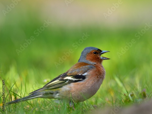 Male of the common chaffinch (Fringilla coelebs) singing in a park