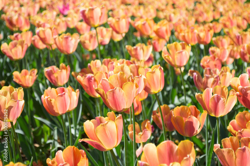 Orange tulips field