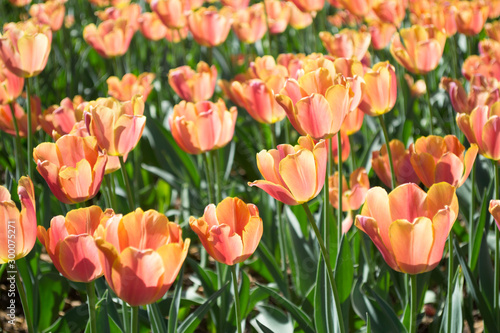 Fototapeta Naklejka Na Ścianę i Meble -  Orange tulips field