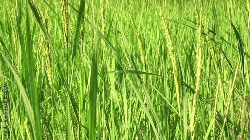 The green leaves of paddy rice in fileds, Jasmine rice in rice fields,Rice growing and production in Thailand. 