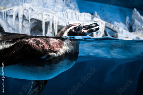 Penguin in aquarium