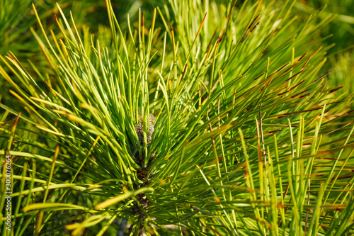 Green pine tree  closeup