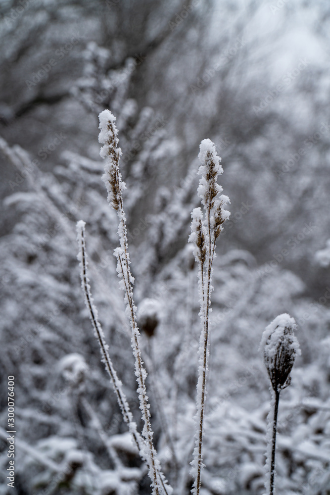 Close-Up of heavy snow on leaves and dry plan parts during winter time in Germany Close-Up of heavy snow on leaves and dry plan parts during winter time in Germany