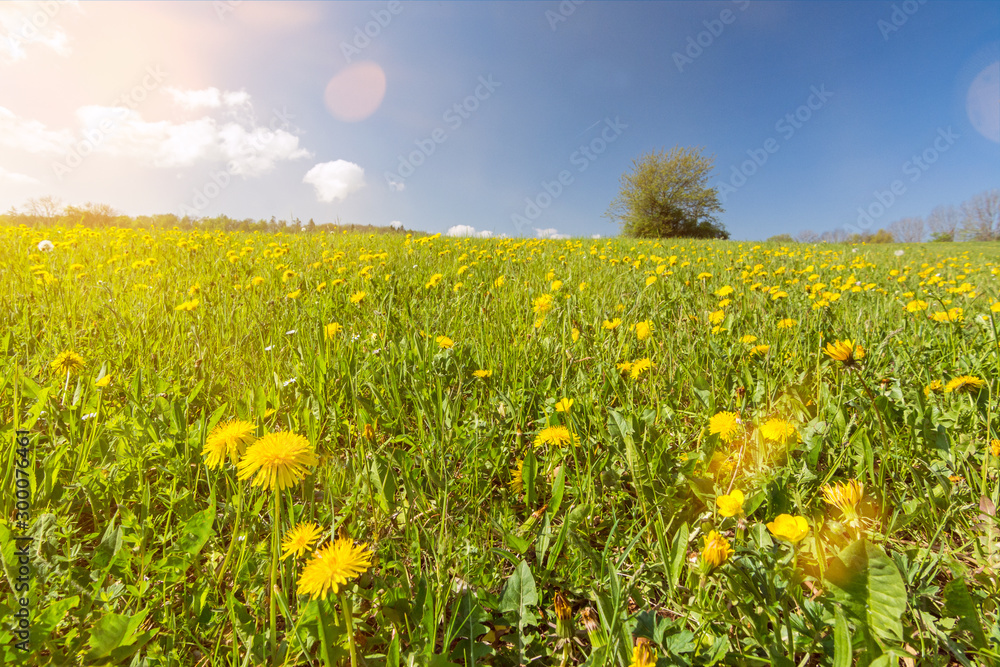 Obraz premium Dandelion flower meadow with lonely tree in the background in beautiful sunlight