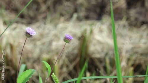 Wild flower in nature.