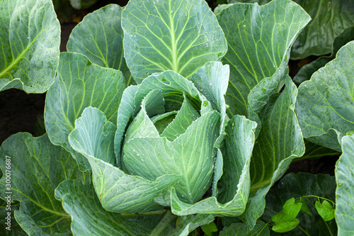 Green cabbage with open leaves in the garden. © adragan