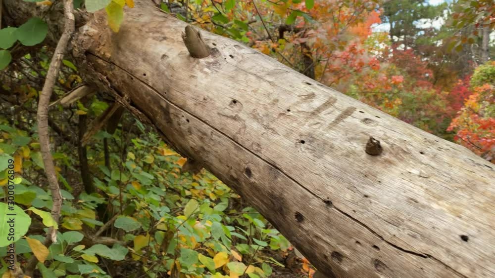 Fallen tree trunk on trail in autumn forest. Trees with colorful red yellow autumn leaves. Crimea, Russia. Fallen tree trunk on trail in autumn forest. Trees with colorful red yellow autumn leaves. Crimea, Russia.