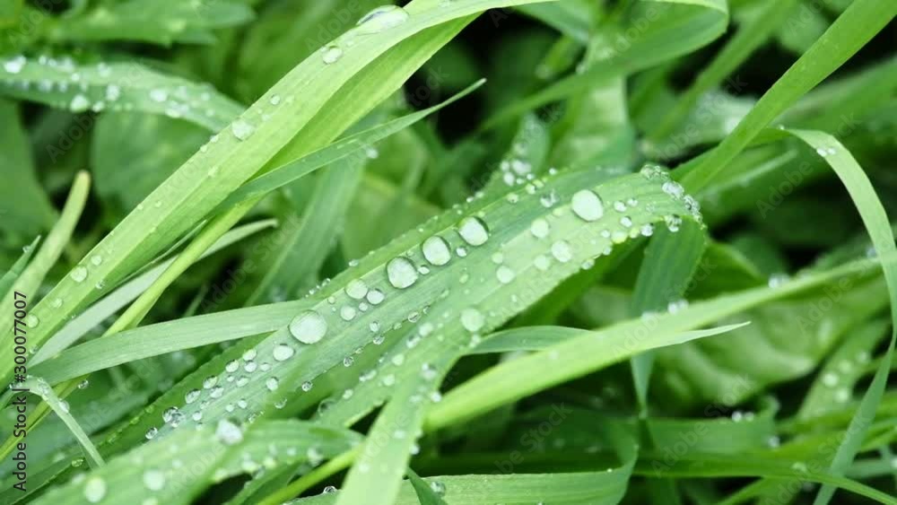 lush vibrant green grass in bright sunlight sways in the wind lush vibrant green grass in bright sunlight sways in the wind