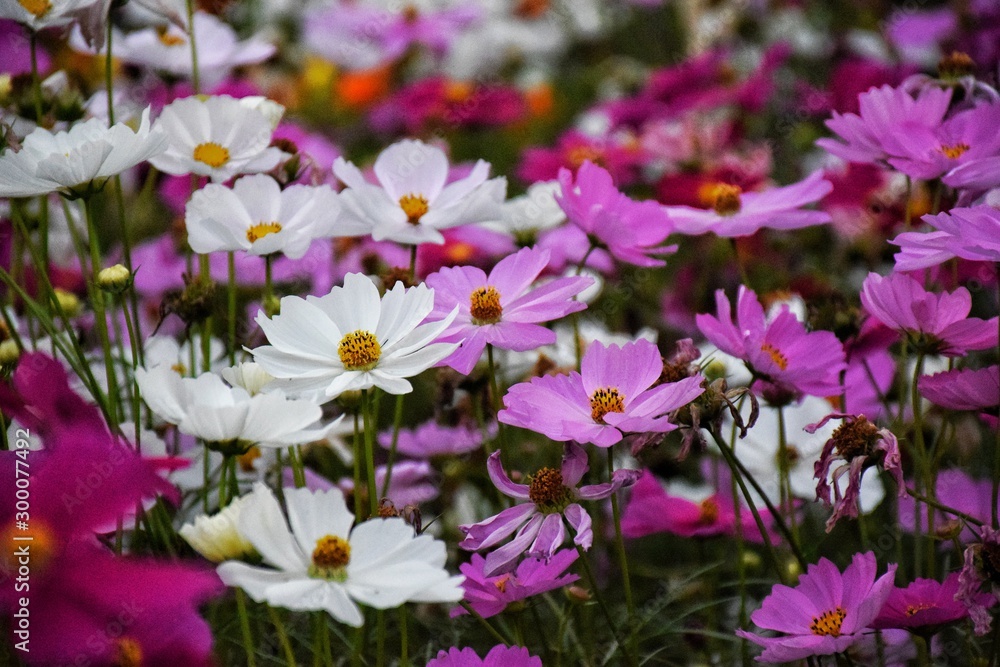 flowers in the garden