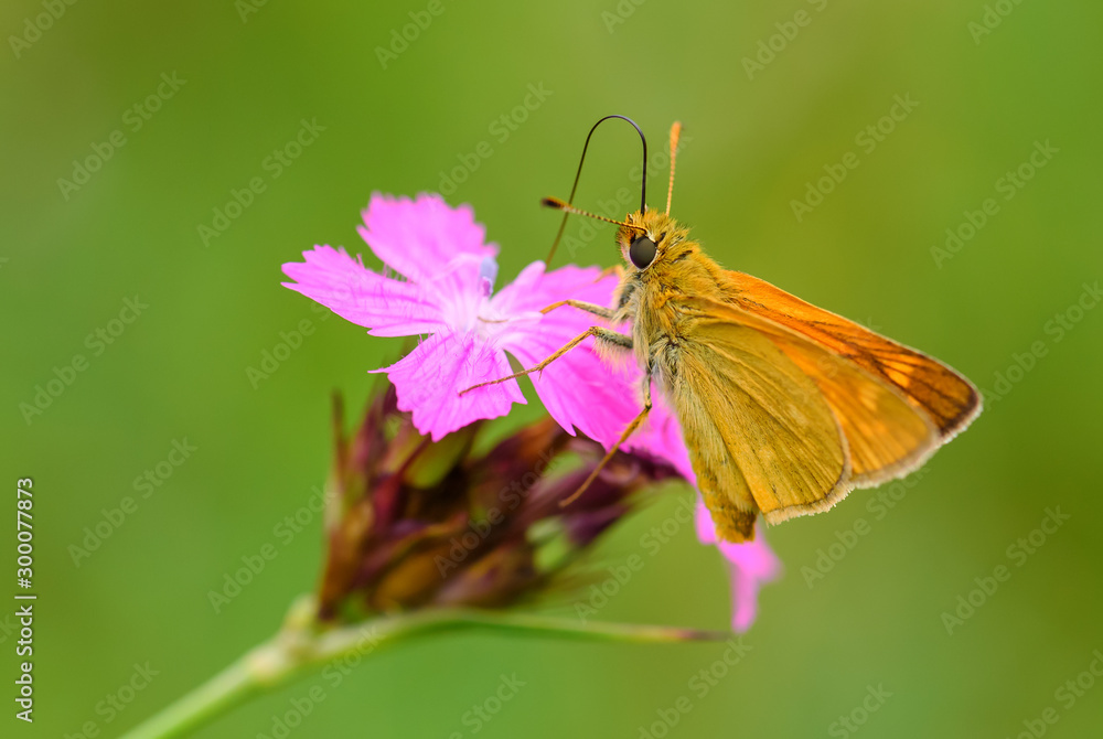 Large Skipper - Ochlodes sylvanus, tiny orange butterfly from European meadows and grasslands, Czech Republic. Large Skipper - Ochlodes sylvanus, tiny orange butterfly from European meadows and grasslands, Czech Republic.
