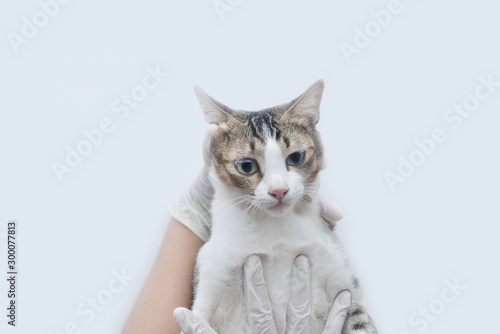 Fototapeta Naklejka Na Ścianę i Meble -  Sick cat lying on the vet hand for a physical examination on white background. with copy space.