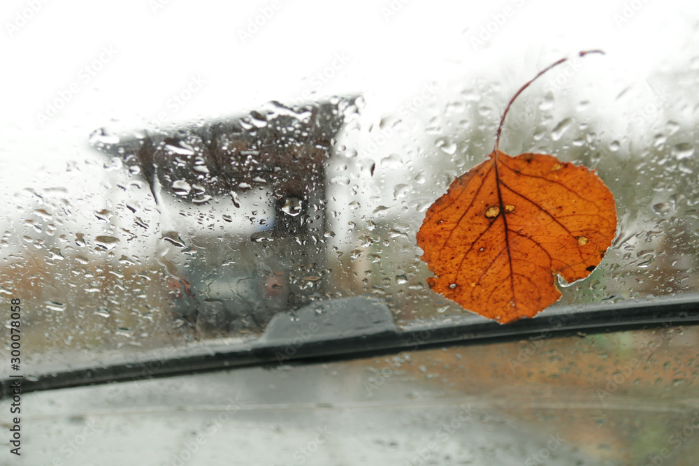 Autumn leaf stuck to the windshield that gets wet from rain drops. View from the car for autumn.  Season and weather concept. 