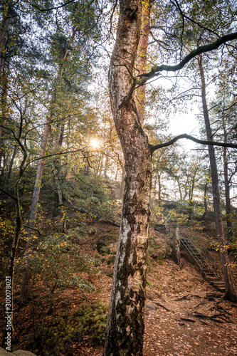 Fototapeta Naklejka Na Ścianę i Meble -  Birkenstamm im Herbstwald mit Sonne die durch Bäume luchtet