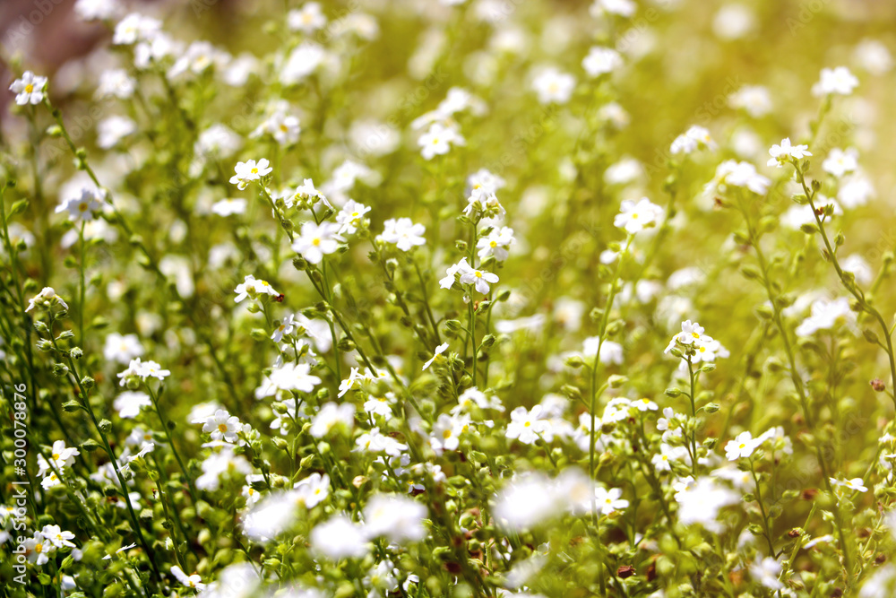 Galium odoratum, flowering herbs. Out of focus. Galium odoratum, flowering herbs. Out of focus.