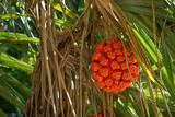 non-edible tropical pandan fruit or pandanus which grows from palm trees