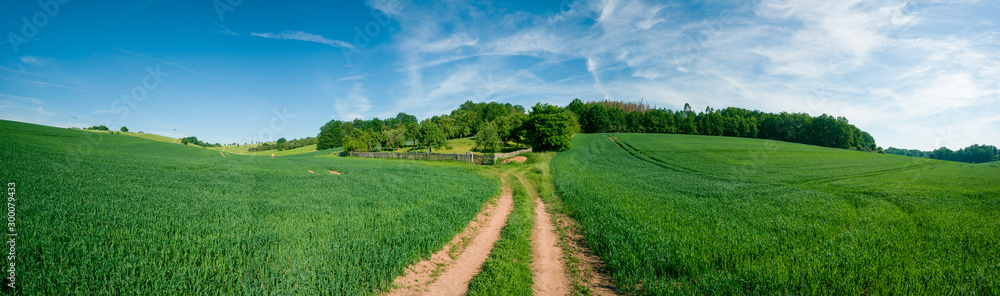 Fototapeta Panorama letniego zielonego pola. Europejski widok na obszary wiejskie. Piękny krajobraz pola pszenicy i zielonej trawy z przepięknym błękitnym niebem i cumulusami w tle.