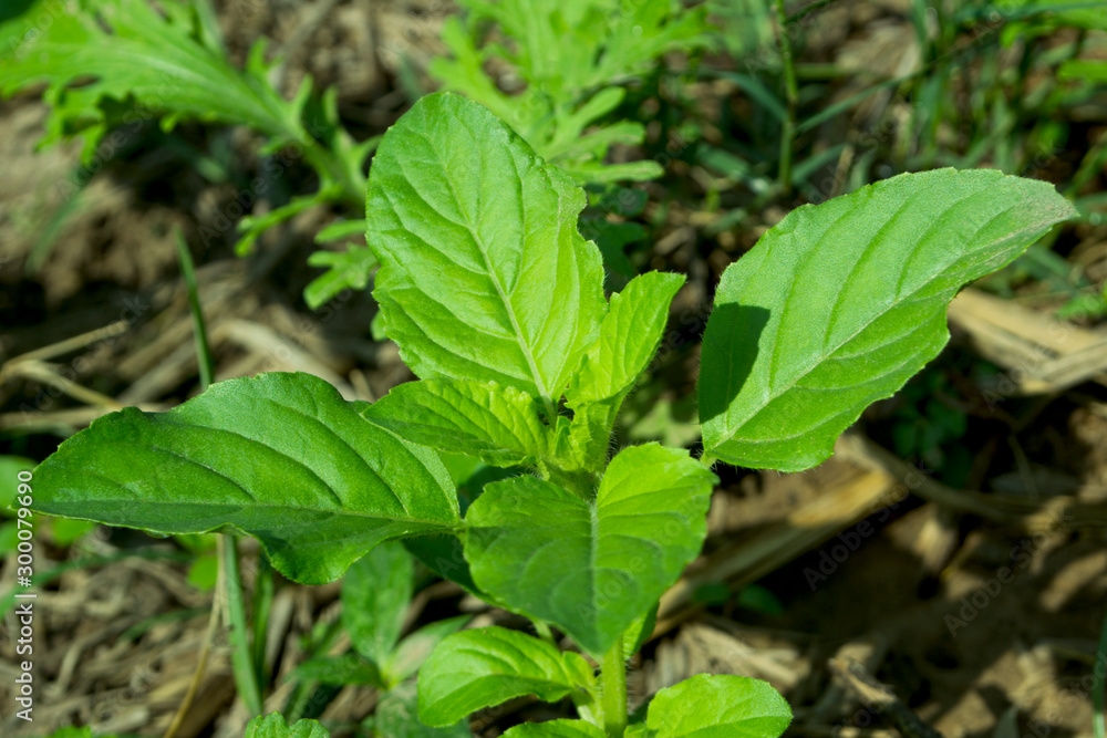 Green leaves in the garden, basil leaves Green leaves in the garden, basil leaves